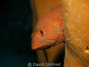 Graysby Portrait, Roatan Honduras-SeaLifeDC1000 by David Gilchrist 